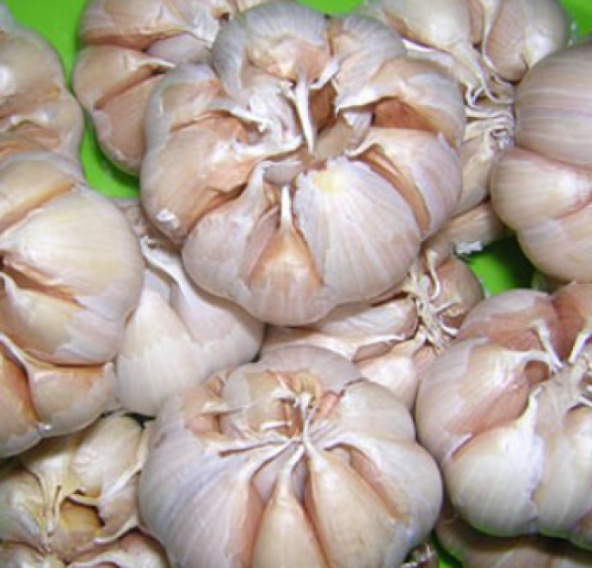 Tỏi 